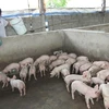 Nông dân chăm sóc đàn lợn con. (Ảnh: Vũ Sinh/TTXVN)