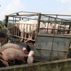 Vận chuyển cung cấp lợn thương phẩm cho thị trường. (Ảnh: Vũ Sinh/TTXVN)