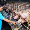 Chăm sóc đàn lợn nuôi tại Thành phố Hồ Chí Minh. (Ảnh: An hiếu/TTXVN)