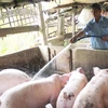 Chăm sóc đàn lợn nuôi tại Cần Thơ. (Ảnh: Nguyễn Thanh Liêm/TTXVN)