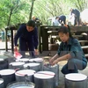 Thu hoạch mủ cao su tại Tây Ninh. (Nguồn: TTXVN)