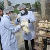 Cán bộ thú y tiêm vắcxin phòng dịch cúm H5N1 cho đàn gia cầm. (Ảnh: Hải Yến/TTXVN)