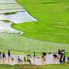 Nông dân gieo cấy lúa ở Lào Cai. (Ảnh: Phương Hoa/TTXVN)