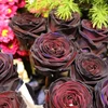 Hoa hồng đen là loại hoa nhập khẩu nên có mức giá khá “chát” và hiếm. (Ảnh: Nam Giang/Vietnam+)