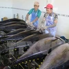 Công nhân sơ chế cá ngừ đại dương tại Cảng cá Tam Quan, huyện Hoài Nhơn. (Ảnh: Viết Ý/TTXVN) 