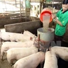 Ảnh minh họa: Chăn nuôi lợn ở Vĩnh Phúc. (Nguồn: Vũ Sinh/TTXVN)