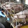Nông dân chăm sóc đàn lợn nái tại Hưng Yên. (Ảnh: Đình Huệ/TTXVN)