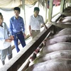 Các hộ chăn nuôi lợn ở Nam Định tiếp tục chăm sóc lợn chờ giá nhích lên. (Ảnh: Văn Đạt/TTXVN)