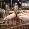 Trang trại chăn nuôi lợn tại huyện Sóc Sơn. (Ảnh: Phương Anh/TTXVN)