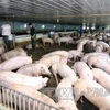 Nhiều chủ chăn nuôi lớn đang trở thành con nợ do giá lợn thịt liên tiếp 'lao dốc'. (Ảnh: Vũ Sinh/TTXVN)