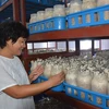 Bà Huệ luôn ấp ủ một mong muốn đó là tạo ra những cây nấm sạch, chất lượng và có giá trị dinh dưỡng cao phục vụ bữa ăn cho người Việt. (Ảnh: Thanh Tâm/Vietnam+)