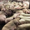 Lợn bị tiêm thuốc an thần nằm la liệt tại cơ sở giết mổ Xuyên Á. (Nguồn ảnh: Bộ Nông nghiệp và Phát triển Nông thôn)