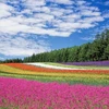 Ngỡ ngàng với những cánh đồng màu sắc rực rỡ ở Hokkaido 