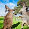 Một trang trại nuôi kangaroo ở Australia. (Nguồn: Getty Images)