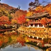 Thiên đường Thu Hàn Quốc. (Ảnh: CTV)