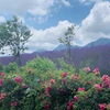 Sapa đón nhận kỷ lục Thung lũng hoa hồng lớn nhất Việt Nam