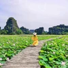 [Photo] Khám phá đầm sen được mệnh danh đẹp nhất Việt Nam 