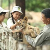 Những cá thể hổ được bảo vệ, nuôi dưỡng và chăm sóc trên đảo Phú Quốc. (Ảnh: CTV/Vietnam+)