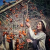 [Photo] Rực rỡ sắc màu cao nguyên Mộc Châu những ngày đầu Xuân