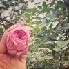 [Photo] Ngắm khu vườn hoa hồng cổ Việt Nam vừa được thế giới vinh danh