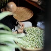[Photo] Chuyên gia hướng dẫn cách ướp trà hoa bưởi của người Hà Nội