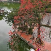 [Photo] Hoa gạo bung nở đỏ rực rỡ bên góc sân chùa Thầy