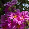 [Photo] Mùa Hè Hà Nội rực rỡ với những hàng hoa đủ sắc màu 