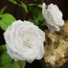 [Video] Hướng dẫn cách làm hoa hồng bằng giấy tự nhiên như thật