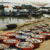 Ngư dân Khánh Hòa được mùa cá nục gai, cá sơn thóc
