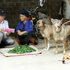 Hơn 20 người bị chó nghi dại cắn trong một tháng ở Lào Cai