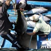Bình Định xuất khẩu lô cá ngừ đại dương đầu tiên sang Nhật
