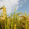 Nhật Bản nối lại hoạt động xuất khẩu gạo ở tỉnh Fukushima