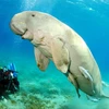 Cận cảnh một cá thể Dugong. (Ảnh: glogster.com)
