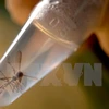 Nghiên cứu loài muỗi Aedes, vật trung gian truyền virus Zika. (Nguồn: AFP/TTXVN)