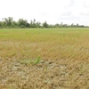 Diện tích lúa của nông dân thất thu hoàn toàn vì xâm nhập mặn. (Ảnh minh họa: Chanh Đa/TTXVN) 