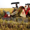 Nông dân sử dụng máy gặt đập liên hợp vào thu hoạch lúa vụ mùa. (Ảnh: Ngọc Hà/TTXVN)