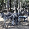 Ngựa vằn tại Vinpearl Safari. (Nguồn: Vinpearl Safari) 