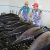 Công nhân sơ chế cá ngừ đại dương. (Ảnh: Viết Ý/TTXVN)