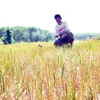 Một cánh đồng lúa bị mất trắng vì khô hạn kéo dài. (Nguồn: TTXVN)