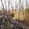 Khu rừng phòng hộ Dầu Tiếng vừa bị cháy đầu tháng 3/2016. (Ảnh: Lê Đức Hoảnh/TTXVN)