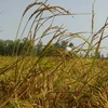 Lúa Đông Xuân trổ bông nhưng bị lép hạt do thiếu nước ngọt. (Ảnh: Duy Khương/TTXVN)