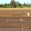 Hạn, mặn nghiêm trọng khiến nhiều đầm nuôi tôm công nghiệp ở Cà Mau bị bỏ hoang. (Ảnh: Kim Há/TTXVN)