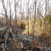 Khu rừng phòng hộ Dầu Tiếng vừa bị cháy đầu tháng 3/2016. (Ảnh: Lê Đức Hoảnh/TTXVN) 