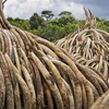 Ngà voi bị Kenya tiêu hủy. (Ảnh minh họa. Nguồn: AP)