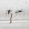 Muỗi Aedes Aegypti, vật trung gian lây truyền virus Zika. (Ảnh: AFP/TTXVN)