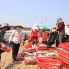 Thương lái thu mua cá tại Quảng Trị. (Ảnh: Thanh Thủy/TTXVN) 