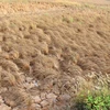 Nhiều cánh đồng lúa ở Đồng bằng sông Cửu Long bị chết do khô mặn lịch sử. (Ảnh: Hùng Võ/Vietnam+) 