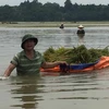 Nước ngập sâu, người nông dân phải dùng vải bạt dứa làm thuyền để chở lúa gặt về. (Ảnh: Nguyễn Thảo/TTXVN) 