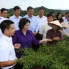 Chủ tịch Quốc hội Nguyễn Thị Kim Ngân thăm mô hình cánh đồng trồng ớt tại thôn Bắc Đông 2, xã Gia Cát, huyện Cao Lộc, tỉnh Lạng Sơn. (Ảnh: Trọng Đức/TTXVN)