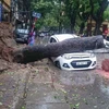 Cây đổ đè lên một chiếc xe ôtô trên đường Trần Thánh Tông, sáng 28/7. (Nguồn: PV/Vietnam+)